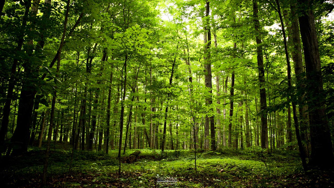 Image result for sacred tree groves
